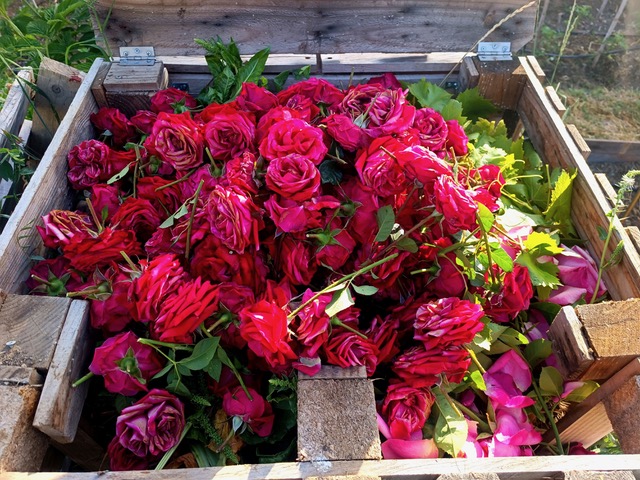 Pink compost! Photo © Karethe Linaae